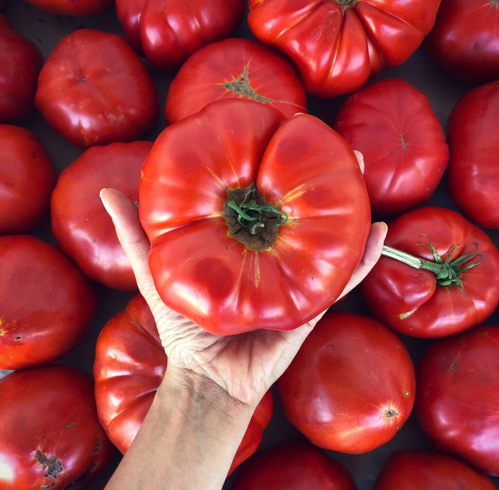 I pomodori coltivati nell'orto di Giannola, fertilizzandoli con la vinaccia distillata per fare la Grappa Nonino